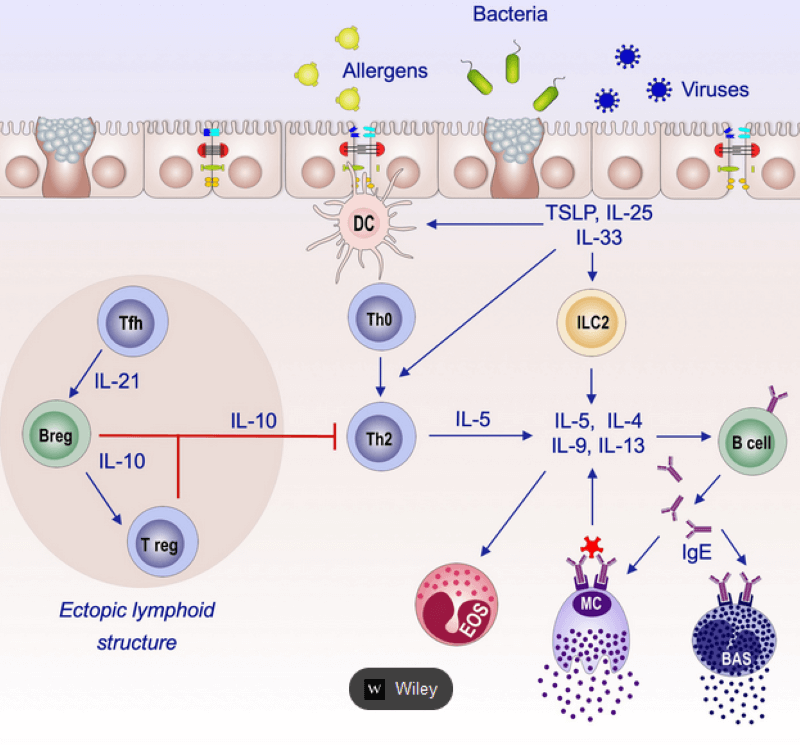 間充質干細胞 間充質干細胞