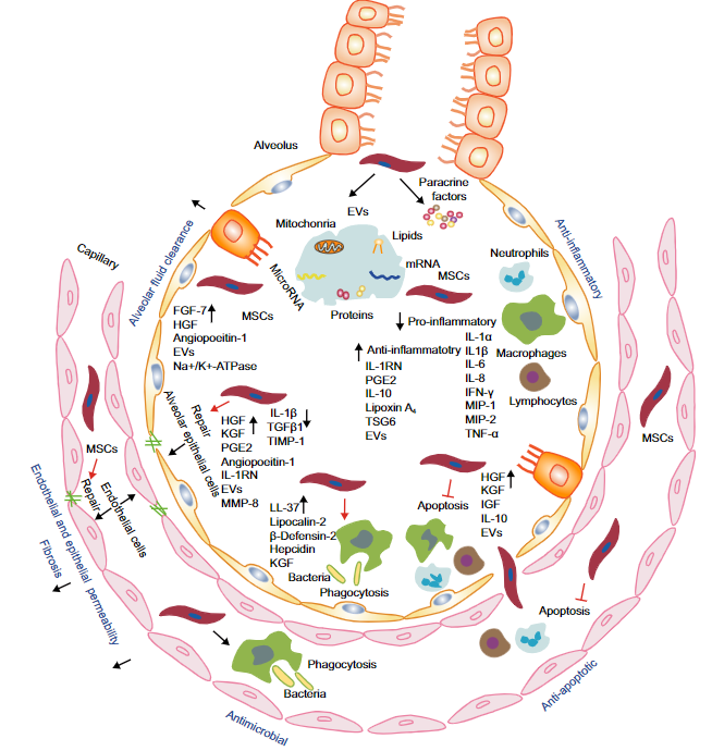 脂肪干細胞存儲 脂肪干細胞存儲