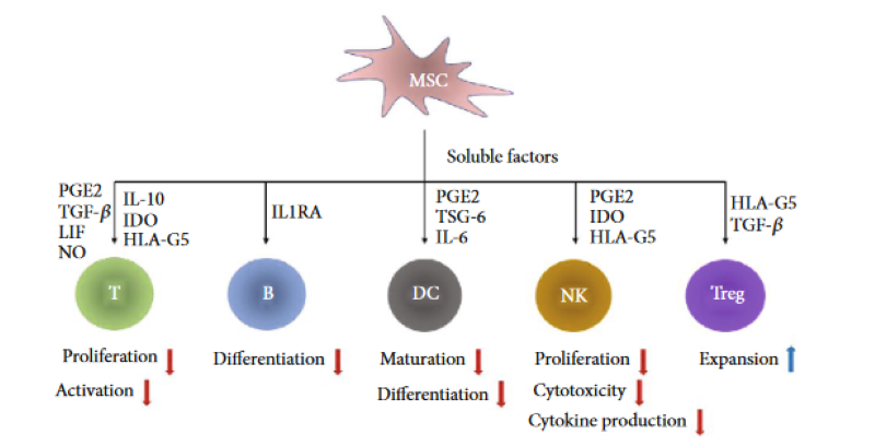 間充質干細胞 間充質干細胞