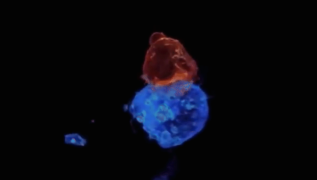 儲存免疫細胞 儲存免疫細胞