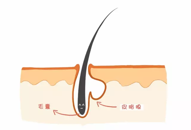 生物護膚品 生物護膚品