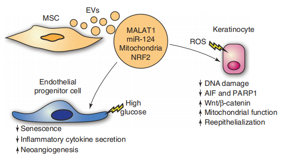 儲存細胞 儲存細胞