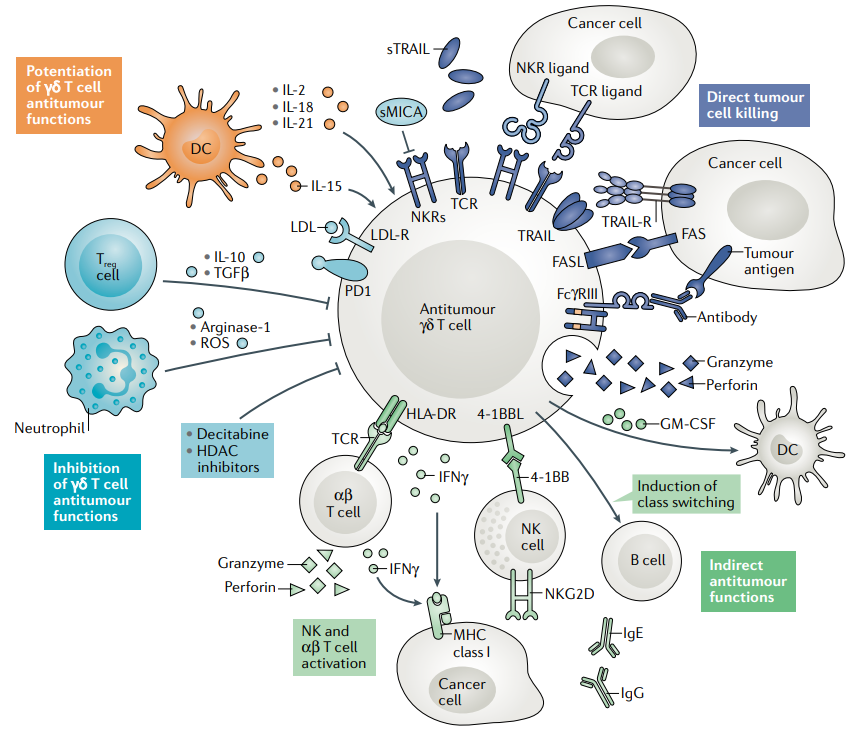 儲存干細胞 儲存干細胞