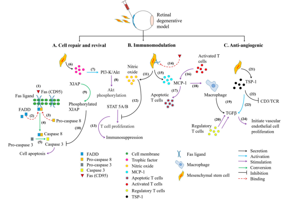 免疫細胞儲存 免疫細胞儲存
