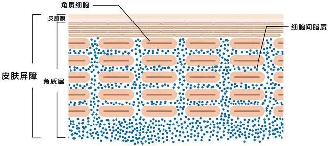 生物護膚品 生物護膚品