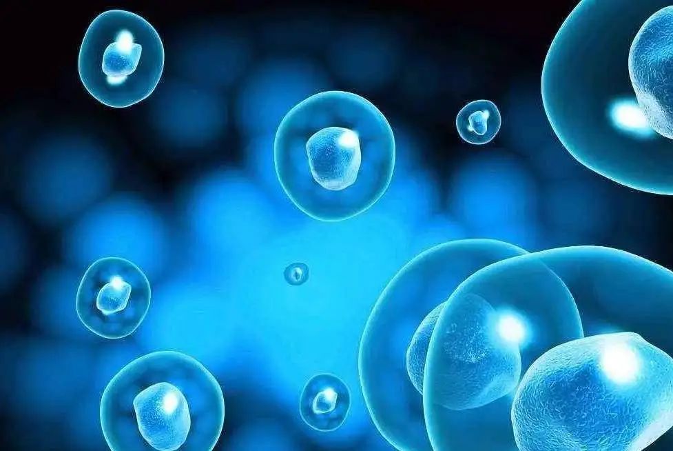 免疫細胞存儲 免疫細胞存儲