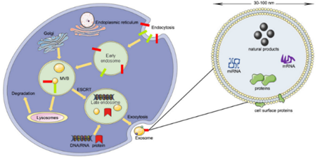 細(xì)胞儲存 細(xì)胞儲存
