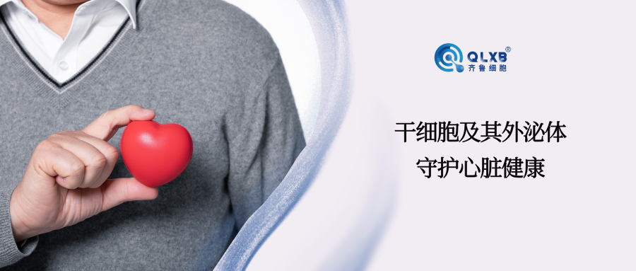 干細胞應對急性心梗，或可成為新策略，守護心肌細胞健康