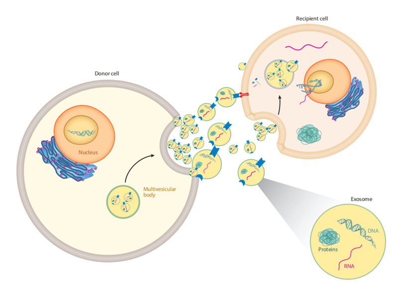 外泌體護膚品 外泌體護膚品