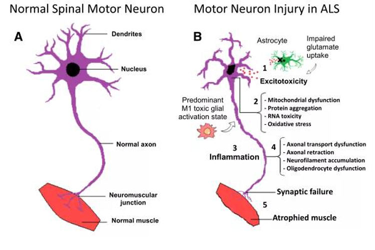 成人脂肪干細胞存儲
