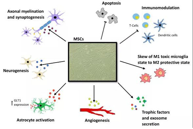 成人脂肪干細胞存儲