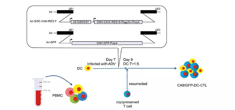 細胞存儲 細胞存儲