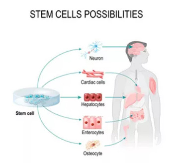干細胞存儲 干細胞存儲