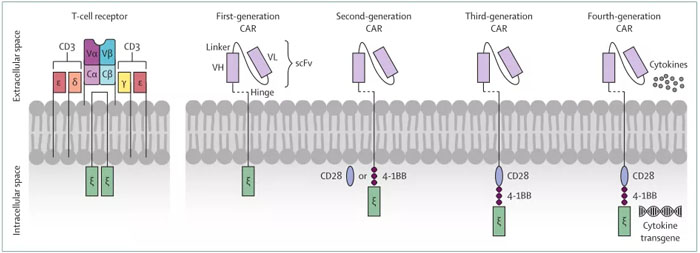 免疫細胞的作用