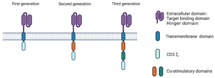 存免疫細胞 存免疫細胞
