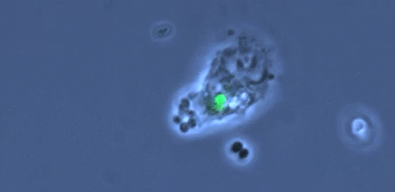 儲存免疫細胞 儲存免疫細胞