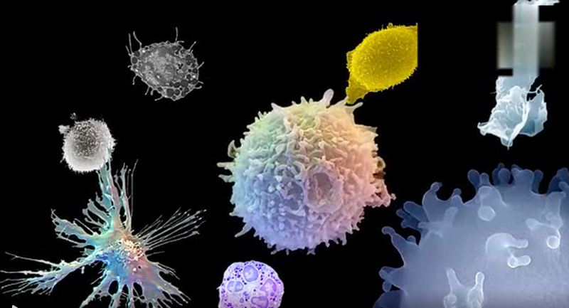 存儲免疫細胞好處