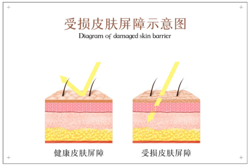 儲(chǔ)存干細(xì)胞